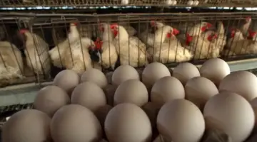 صعود أسعار الدواجن والبيض اليوم الجمعة بالأسواق (موقع رسمي)